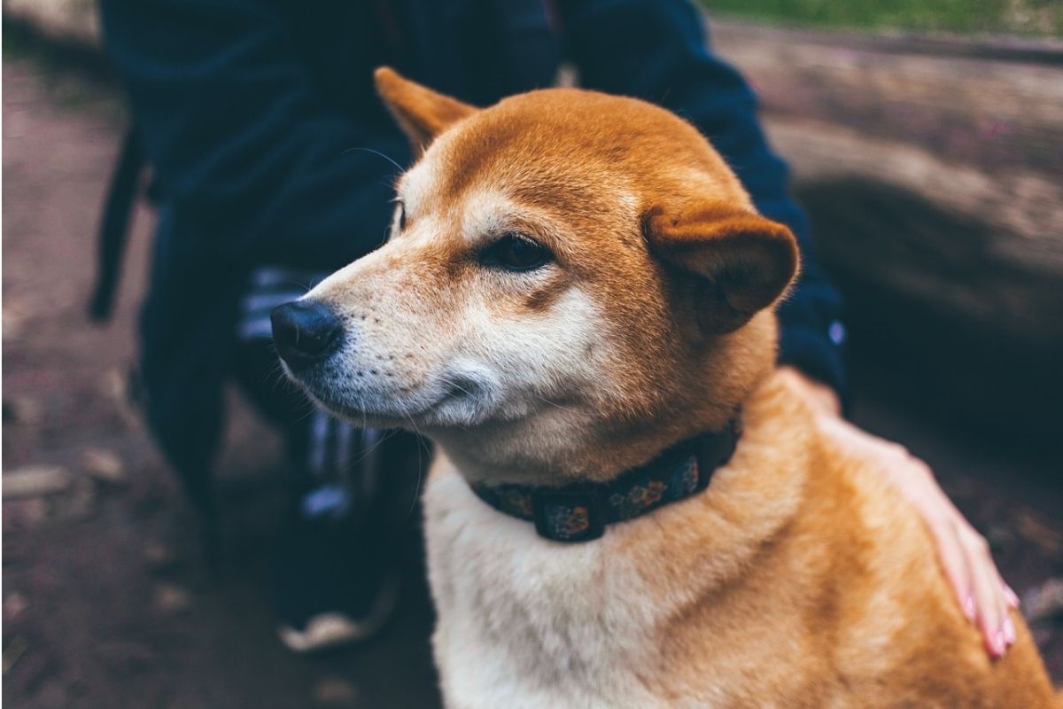 umano carezza un cane color miele