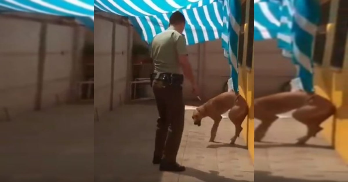 cane contento perché il carabiniere lo ha liberato