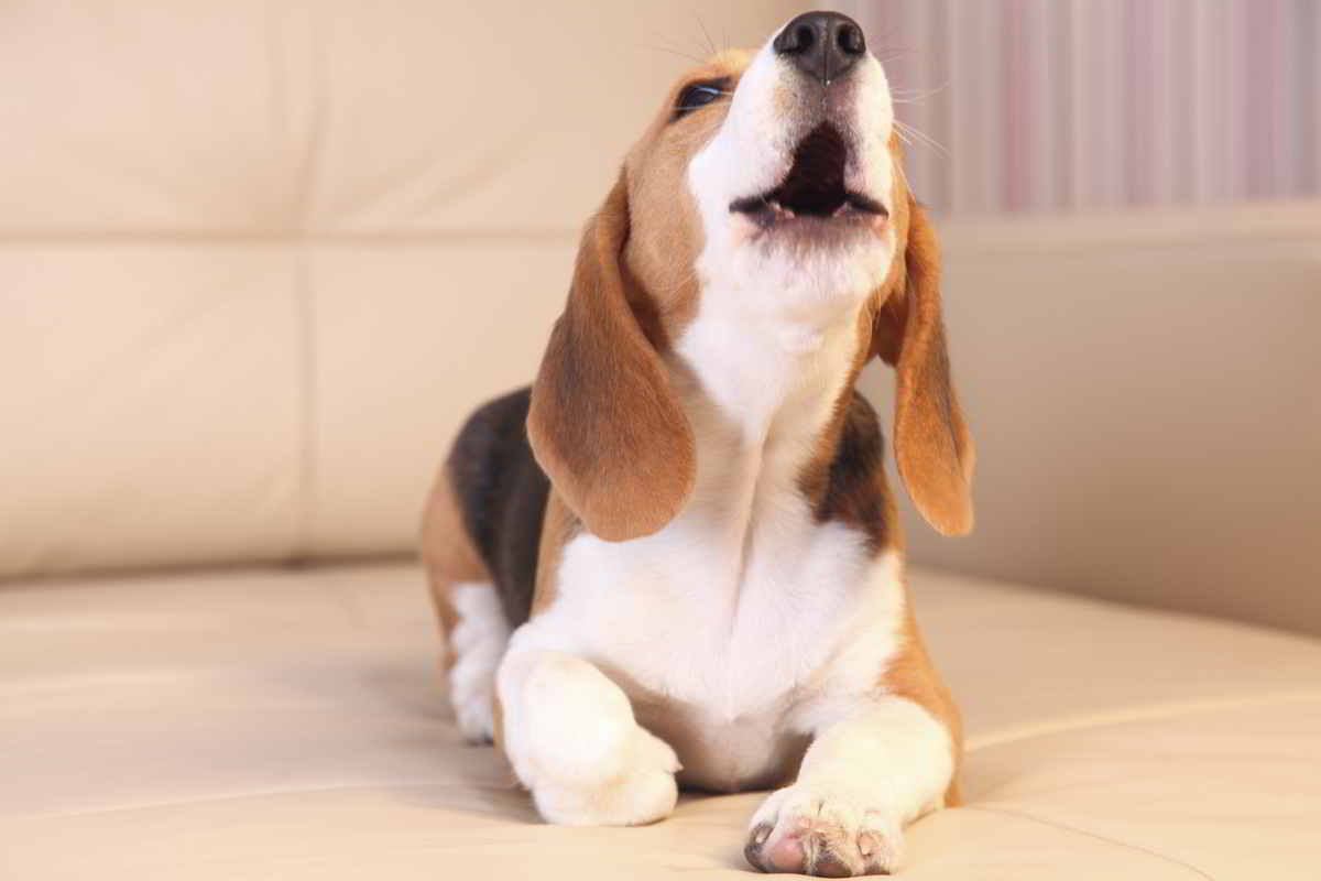 cucciolo di cane che ulula