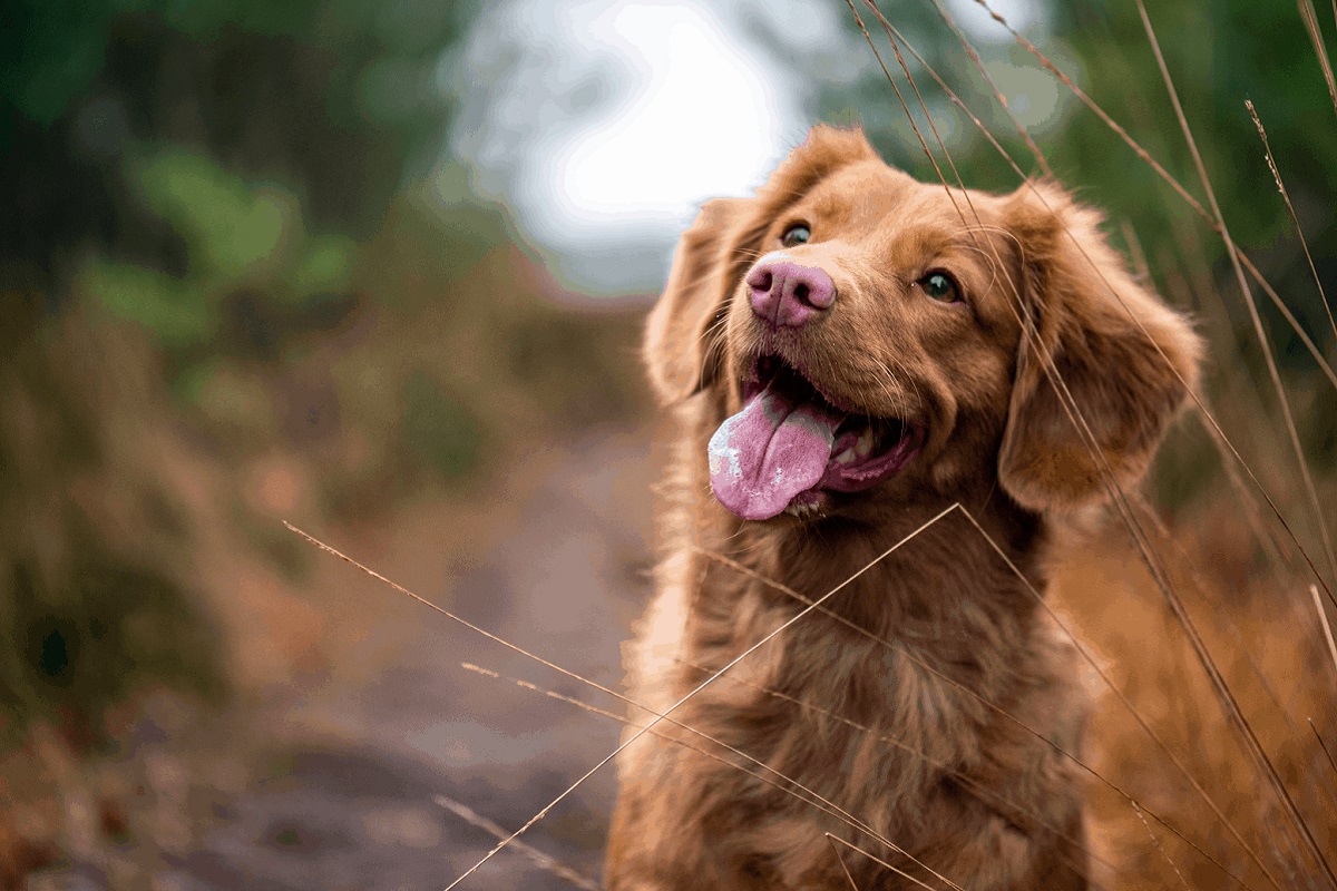 cane di colore marrone