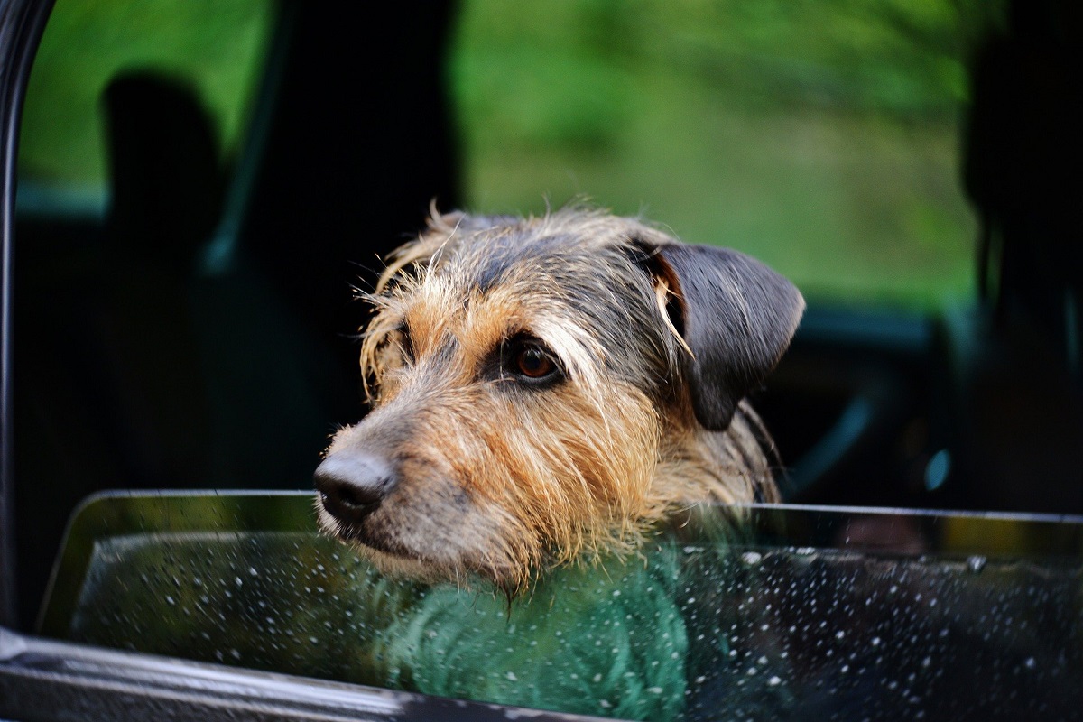 Cane adottato che piange sempre: come comportarsi e che cosa fare?