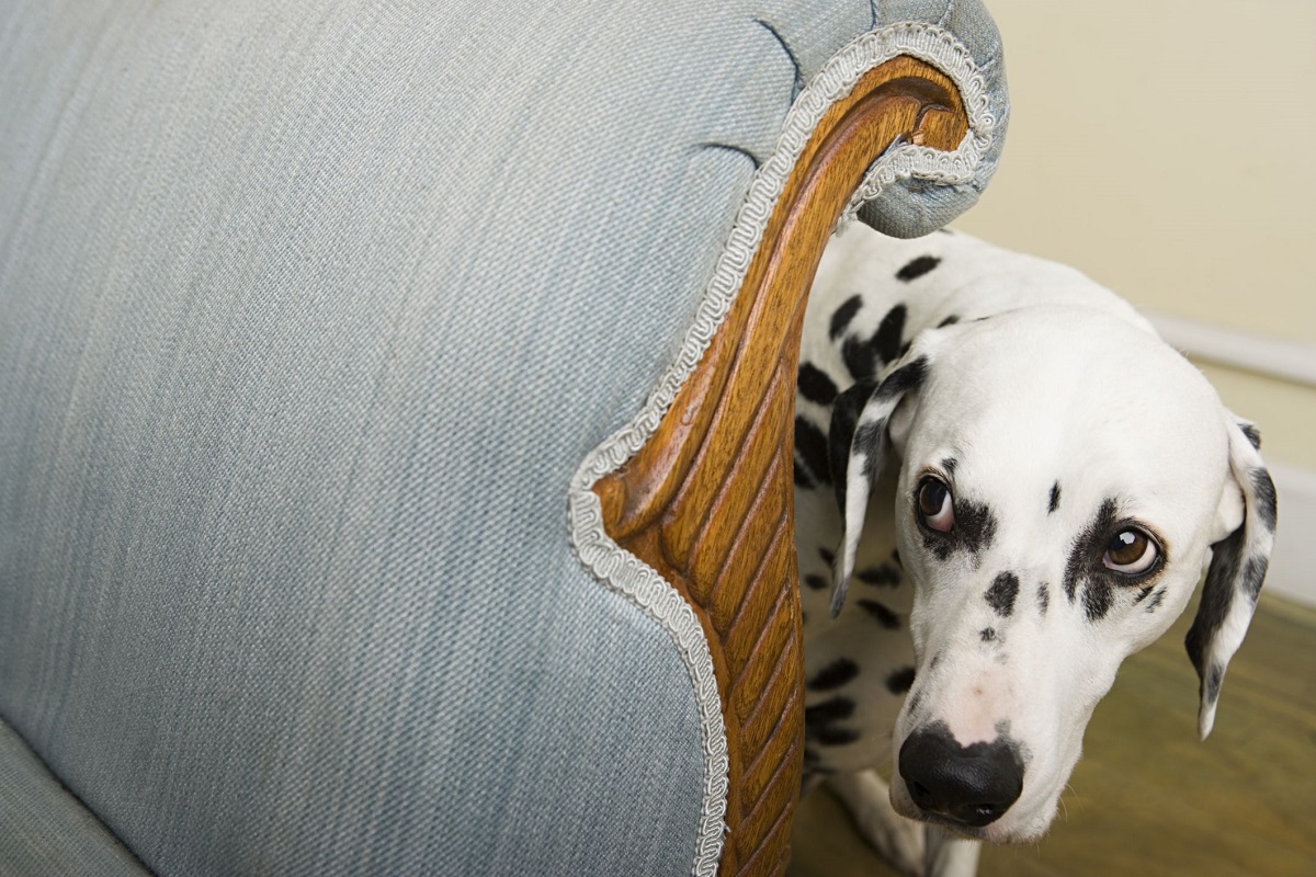 Cane adottato ha paura di me: ecco come risolvere e farlo stare sereno