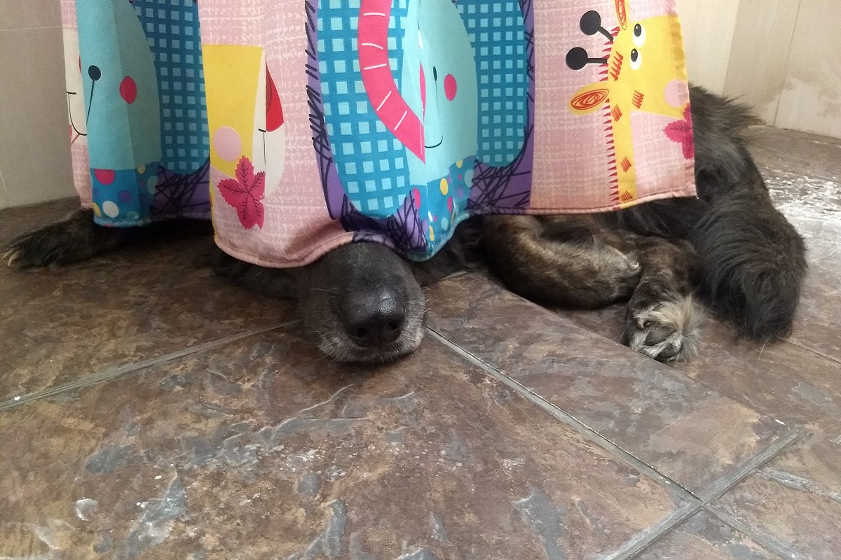 cane nero in bagno