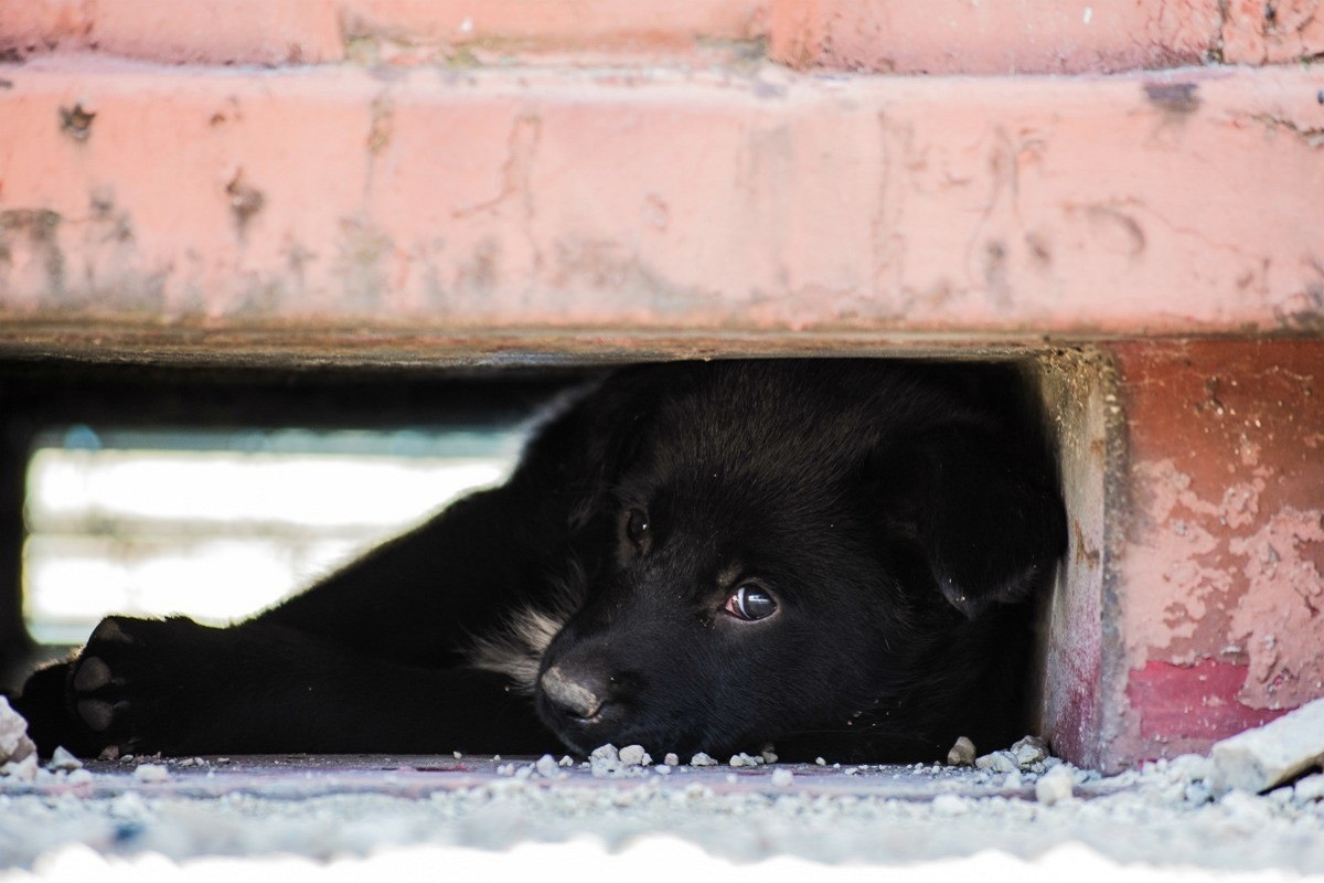 Cane adottato si isola: come aiutarlo a far parte della famiglia