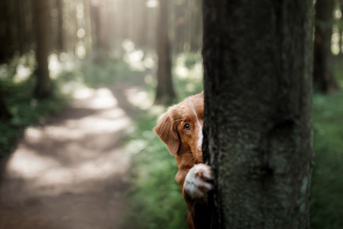 cane in un bosco