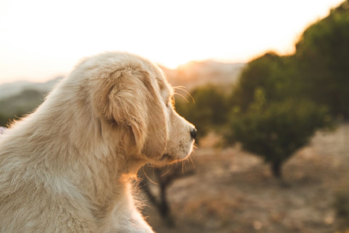 golden retriever all'aperto