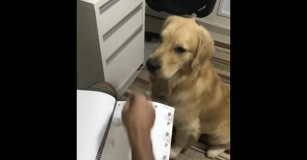 Un cucciolo di Golden Retriever aiuta il padrone a girare le pagine di un quaderno (VIDEO)