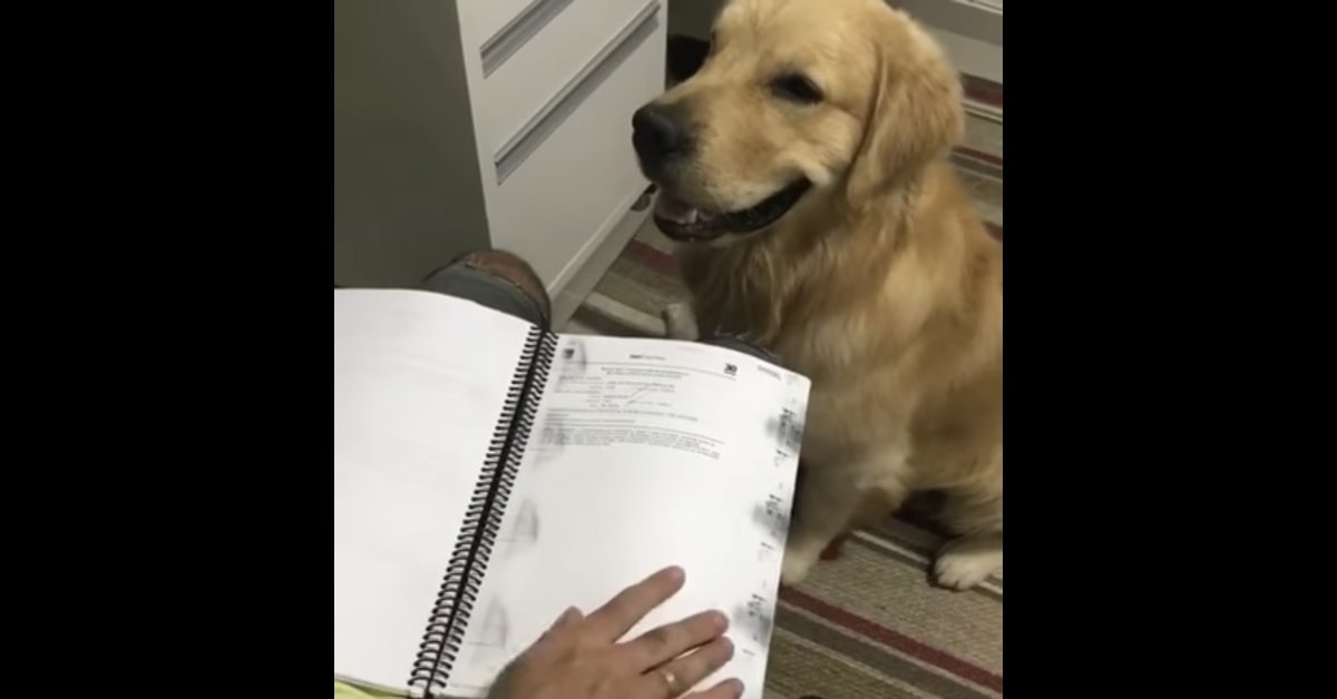 Golden osserva un quaderno e aiuta a girare pagina