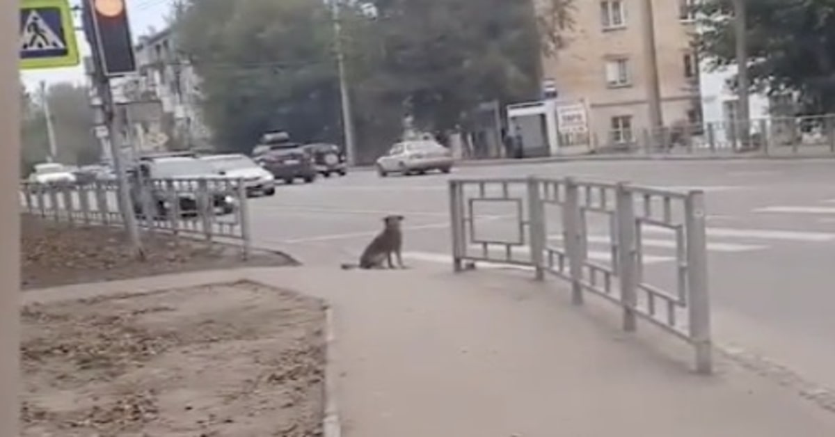 Un cucciolo di cane aspetta che il semaforo diventi verde per attraversare la strada (VIDEO)