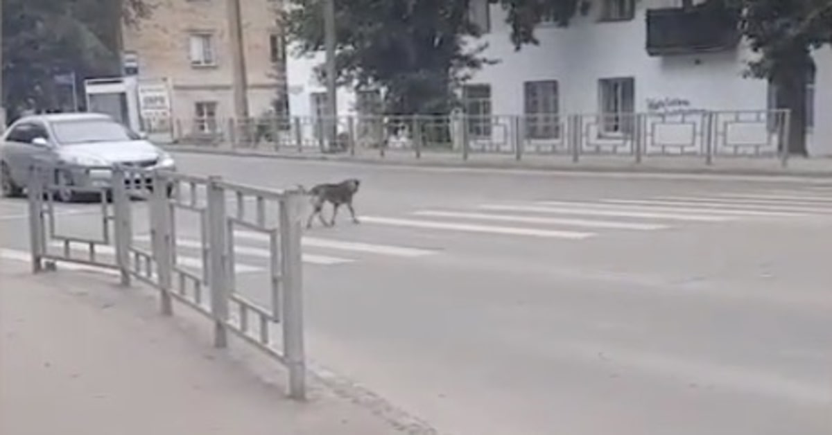 cane attraversa strada