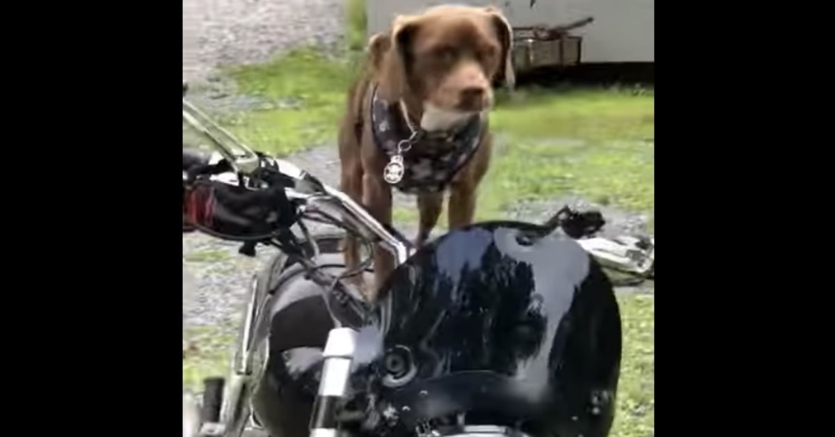 Un cucciolo di cane dimostra di adorare le moto (VIDEO)
