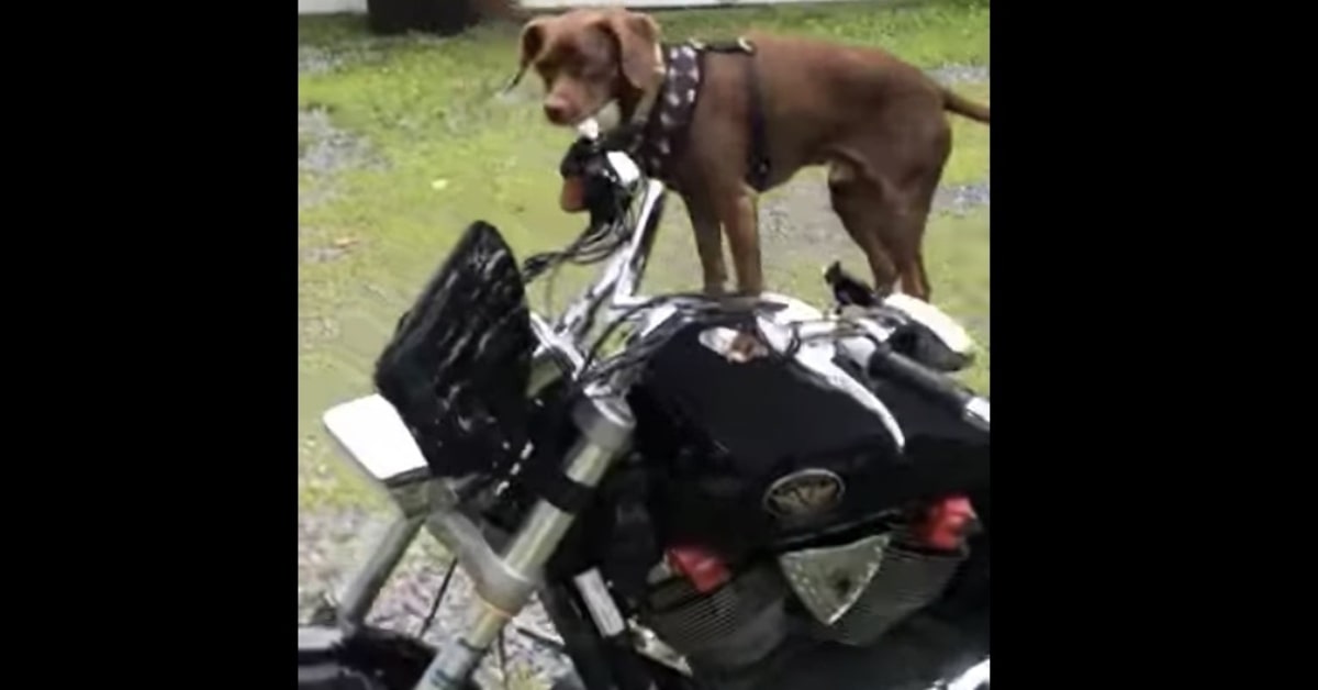 cane felice sale sulla moto