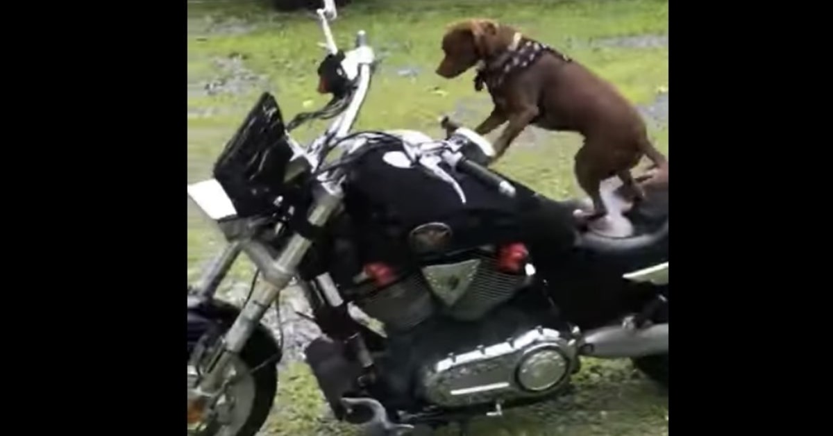 cane sale sulla moto emozionato