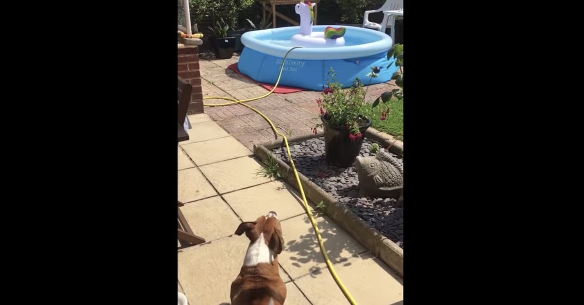 Un cucciolo di cane si arrabbia al vedere un unicorno gonfiabile che galleggia in piscina (VIDEO)
