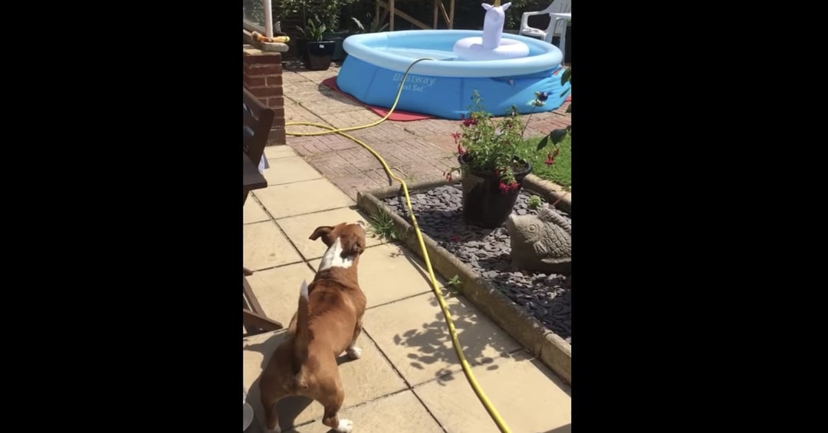 cane non sopporta unicorno in piscina