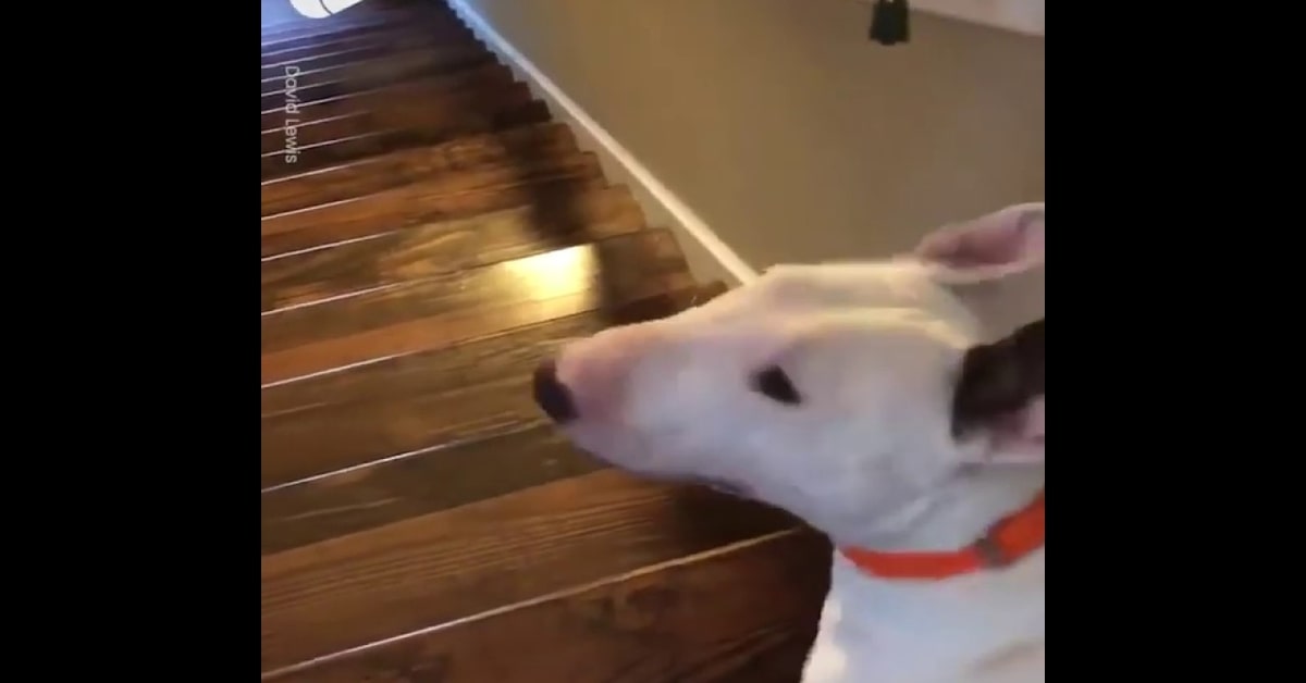 Un cucciolo di Bull Terrier inglese cade dalle scale ma per fortuna non si fa del male (VIDEO)