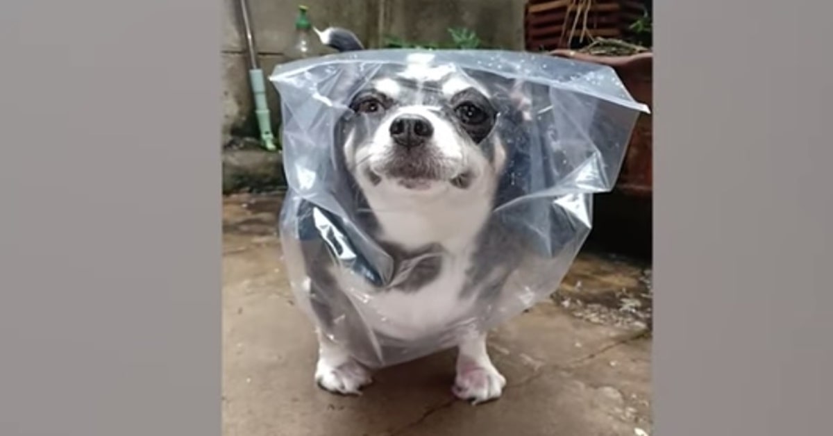 Un uomo protegge il suo cucciolo di Chihuahua con un insolito impermeabile (VIDEO)