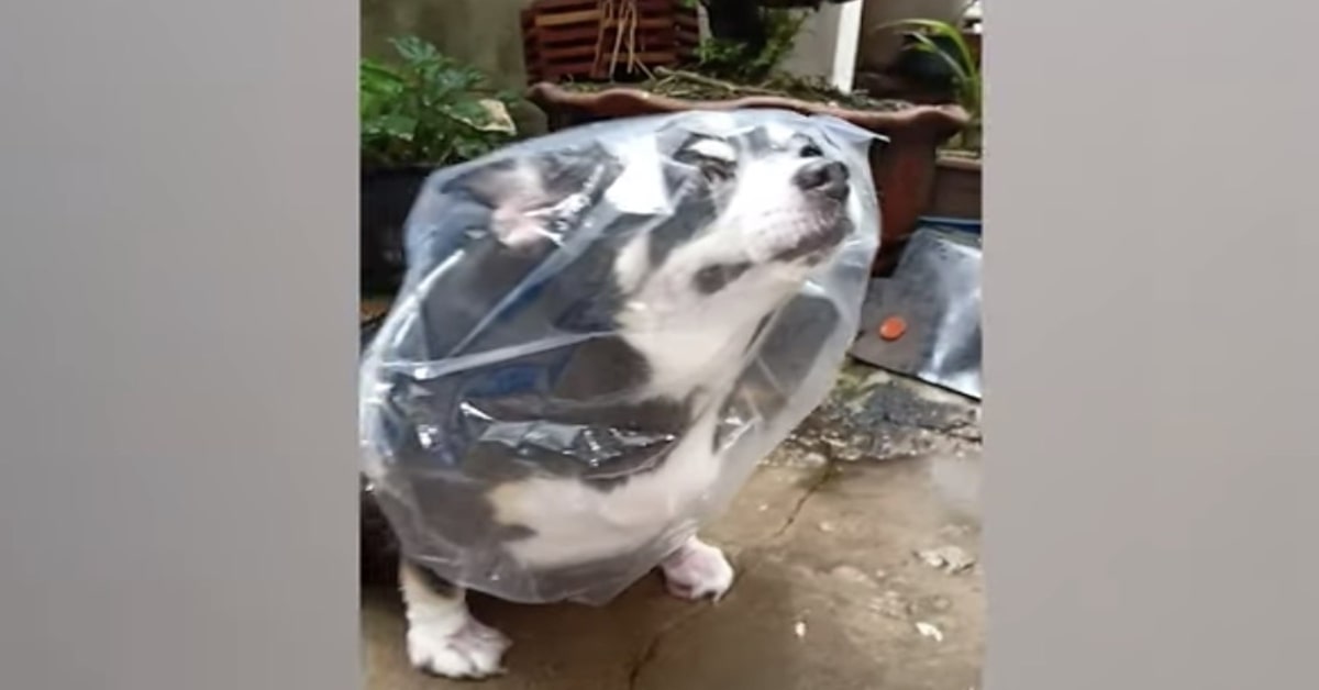 cane chihuahua con impermeabile fatto con una busta di plastica