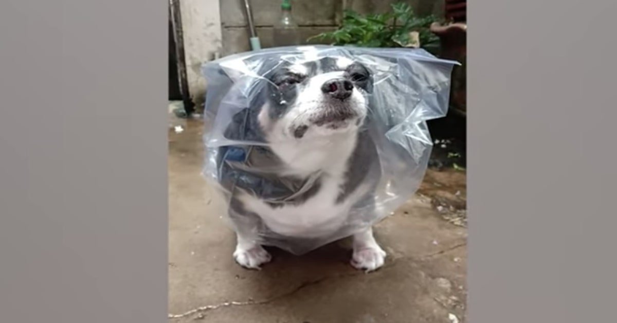 cane felice con impermeabile fatto con una busta di plastica