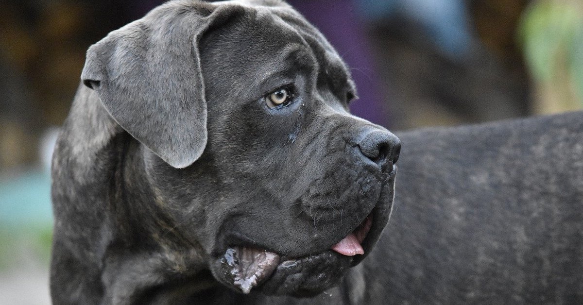 cane corso enorme