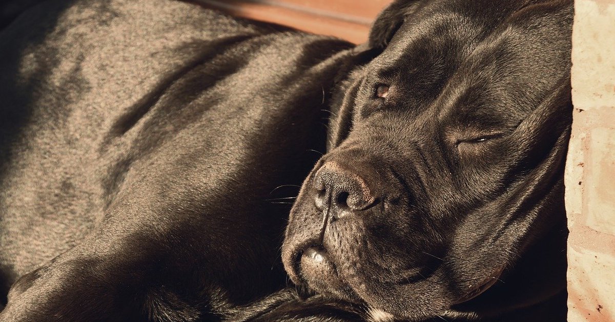 Cane Corso carattere e personalità: conosciamo meglio questa razza di cane