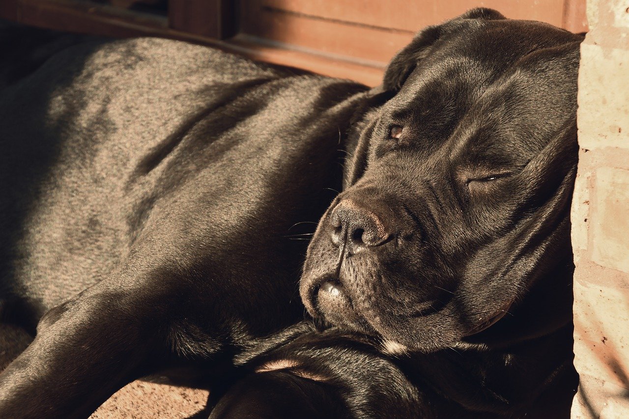 cane corso accoccolato al sole