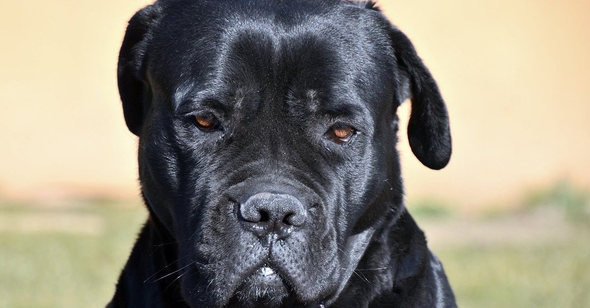 Cane Corso, è pericoloso? Sfatiamo i miti su questo quattro zampe stupendo