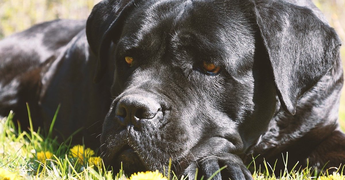 Cane Corso, malattie: quali sono le più comuni, come prevenirle e curarle