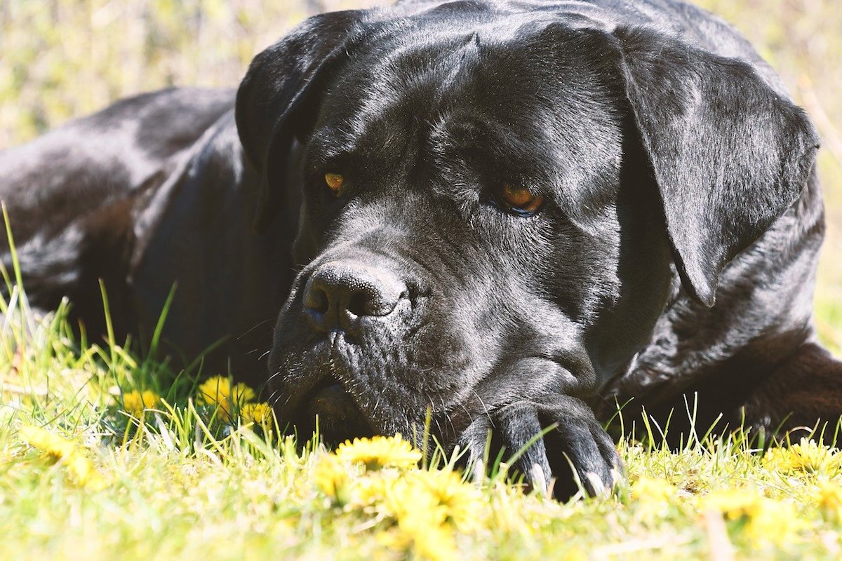 cane corso sul prato