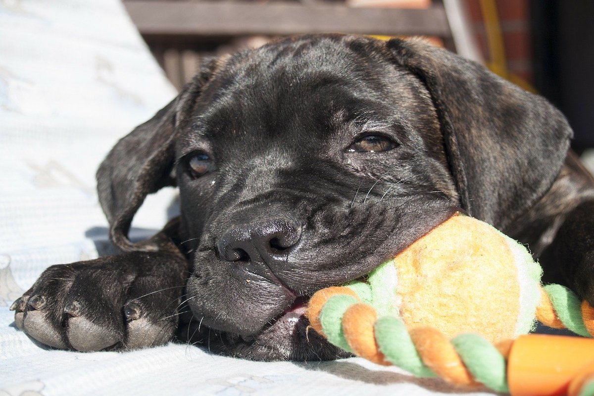 Cane Corso, pelo: cura, colori e tutte le accortezze per il suo manto