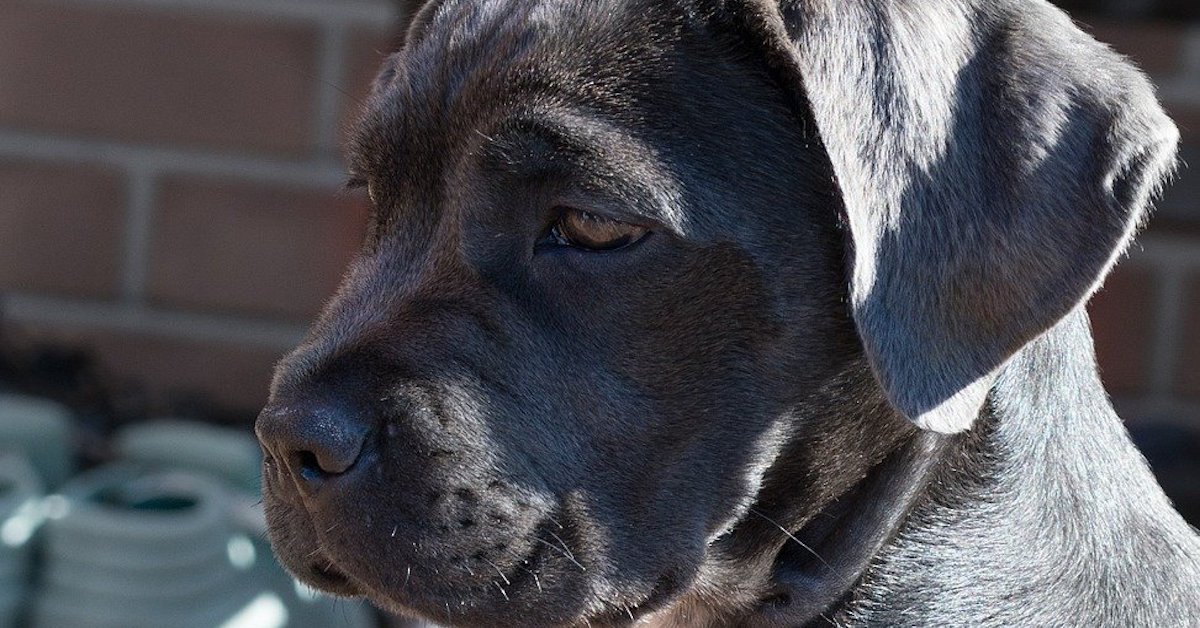 Cane Corso, pregi: 10 virtù speciali di questa razza dolcissima