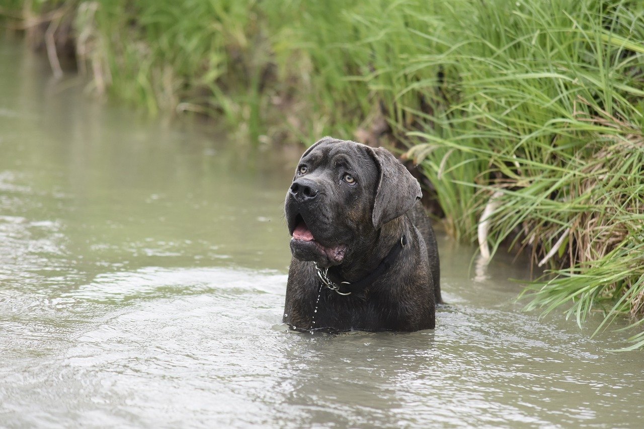 cane corso nel fiume