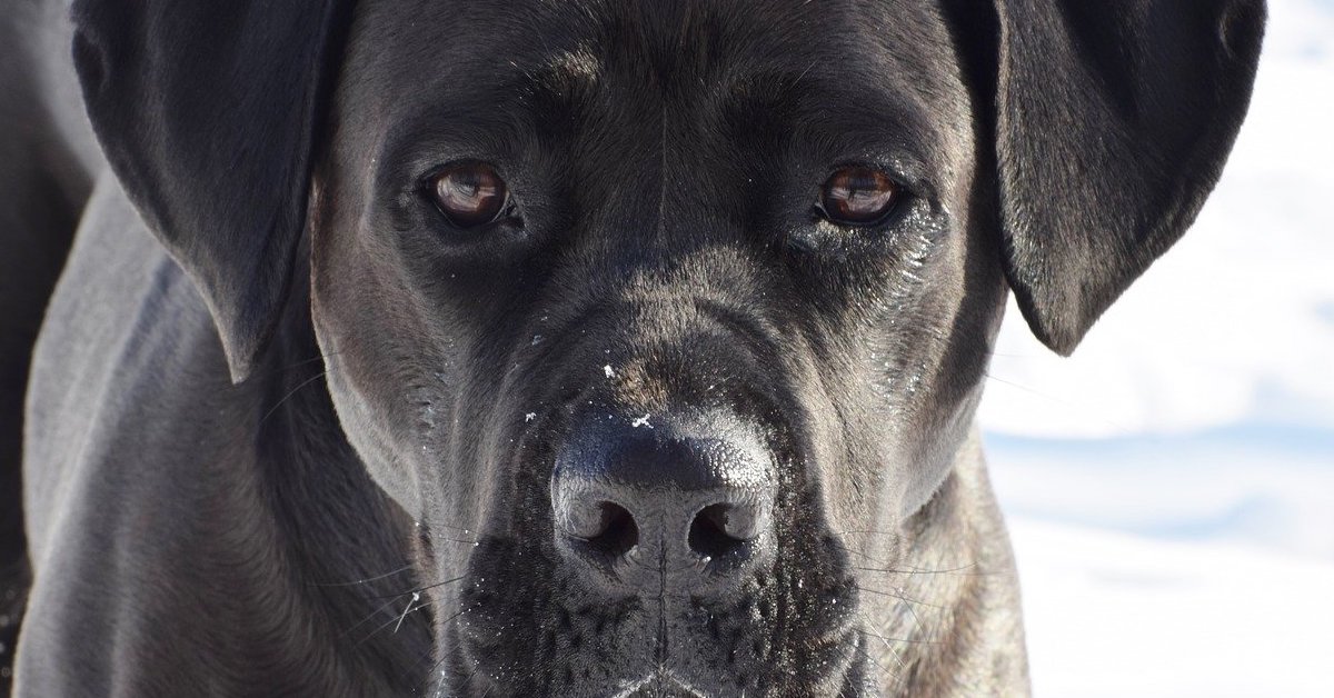 Cane Corso, salute e benessere: indicazioni utili per curarlo al meglio