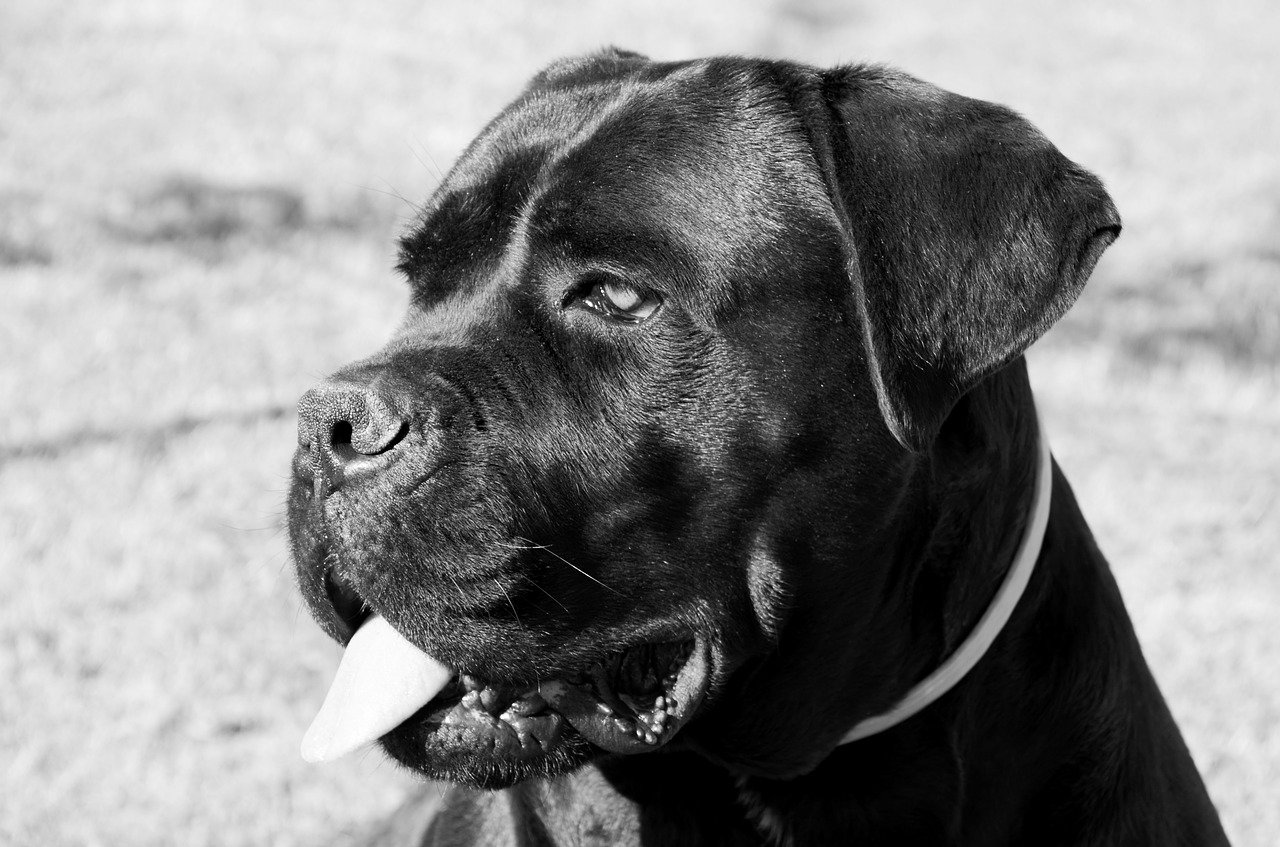 cane corso