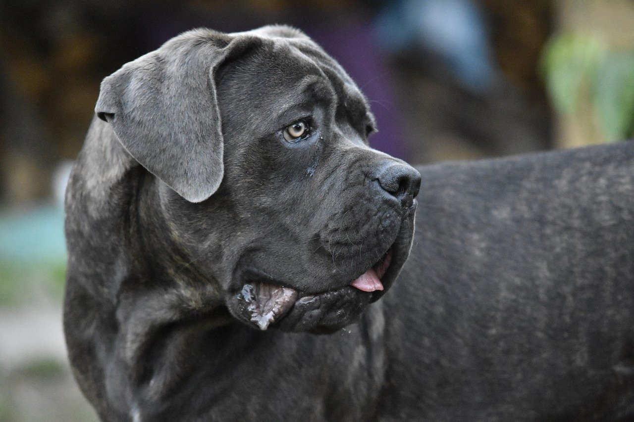 cane corso muso grande