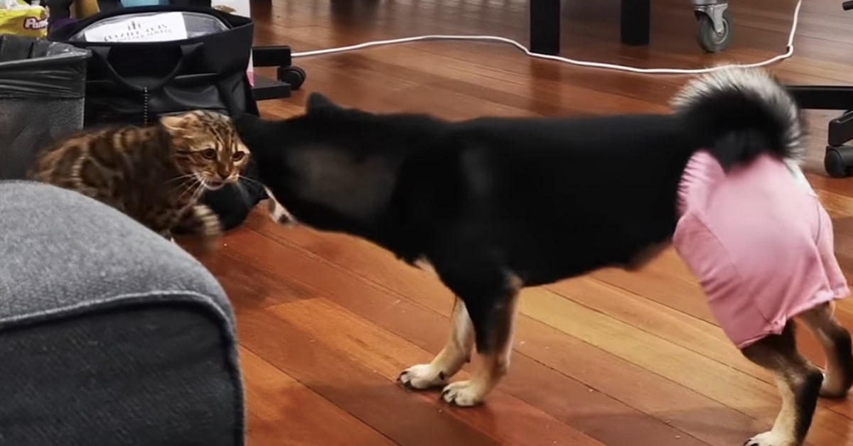 Yuki, il cucciolo di cane che evita che un gattino rubi il contenuto della borsa della padrona (VIDEO)