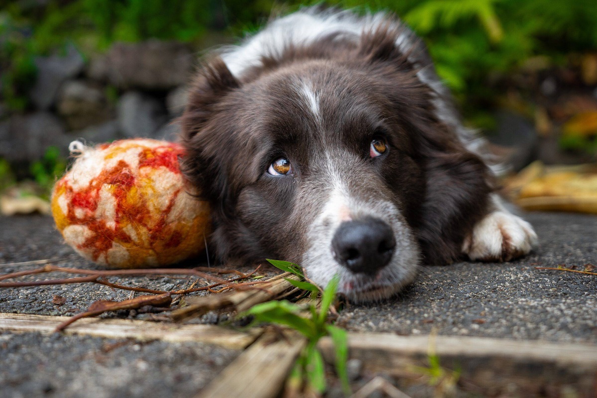 cane con gioco preferito