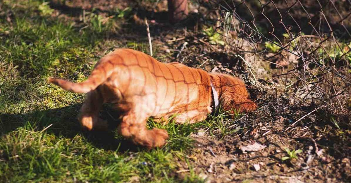 Il cane dove può nascondere le cose, quando gioca?