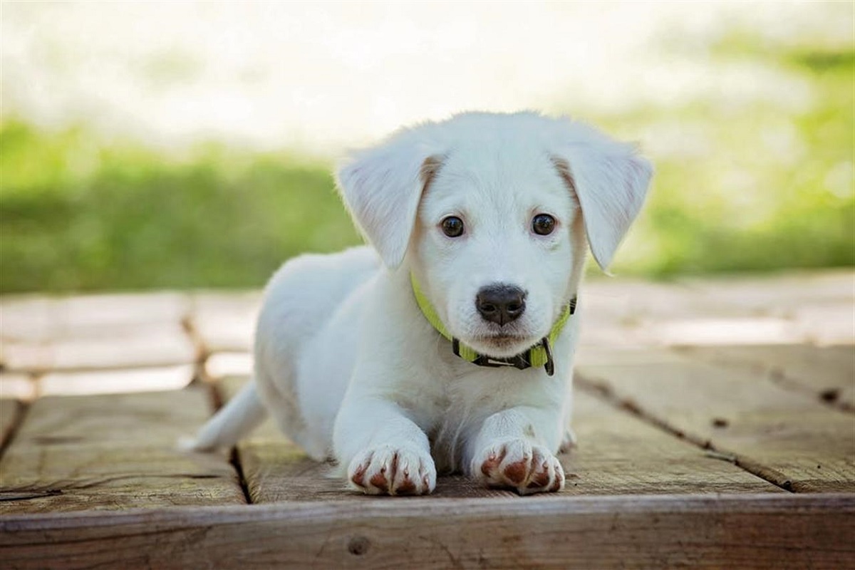 cucciolo di cane bianco