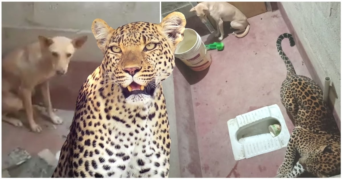 Un cucciolo di cane e un leopardo rinchiusi insieme in bagno: il finale vi sorprenderà (VIDEO)