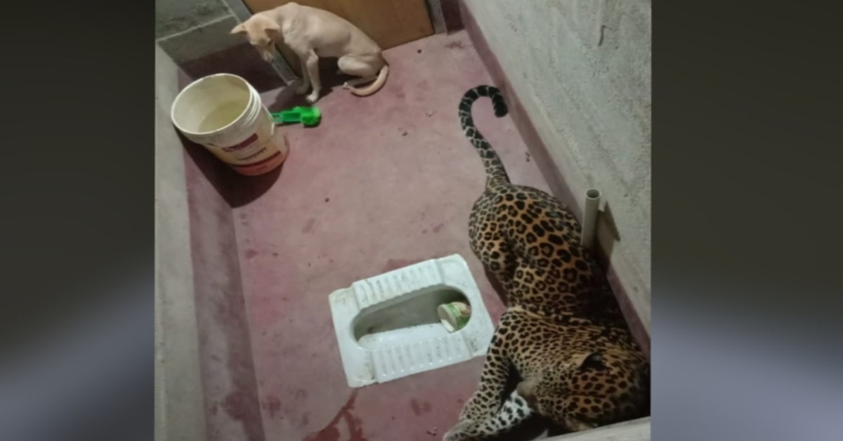 cane e leopardo non si fanno del male