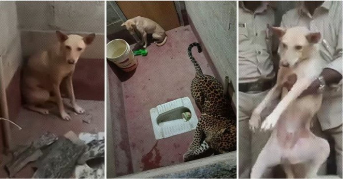 cane esce illeso da un bagno dove era chiuso con un leopardo