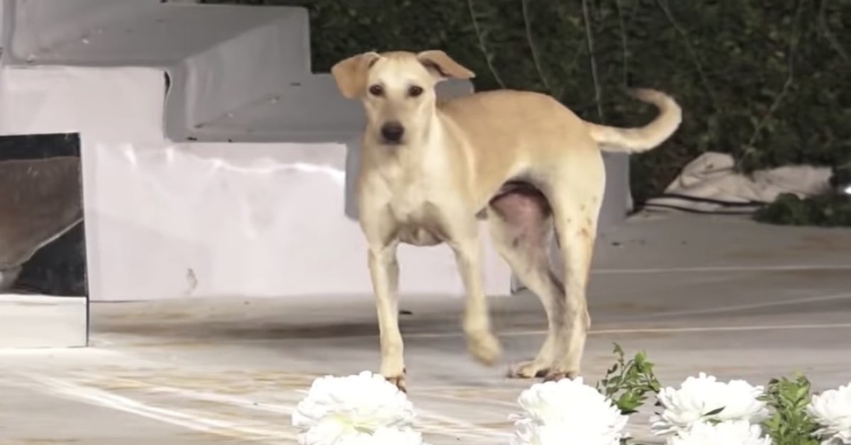 India: un cucciolo di cane randagio sale in passerella durante una sfilata di moda (VIDEO)