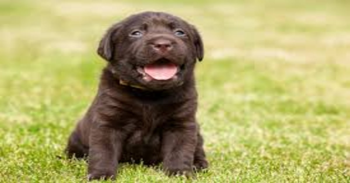 Un cucciolo di cane sorprende con la sua abilità nello scappare da un buco piccolissimo (VIDEO)