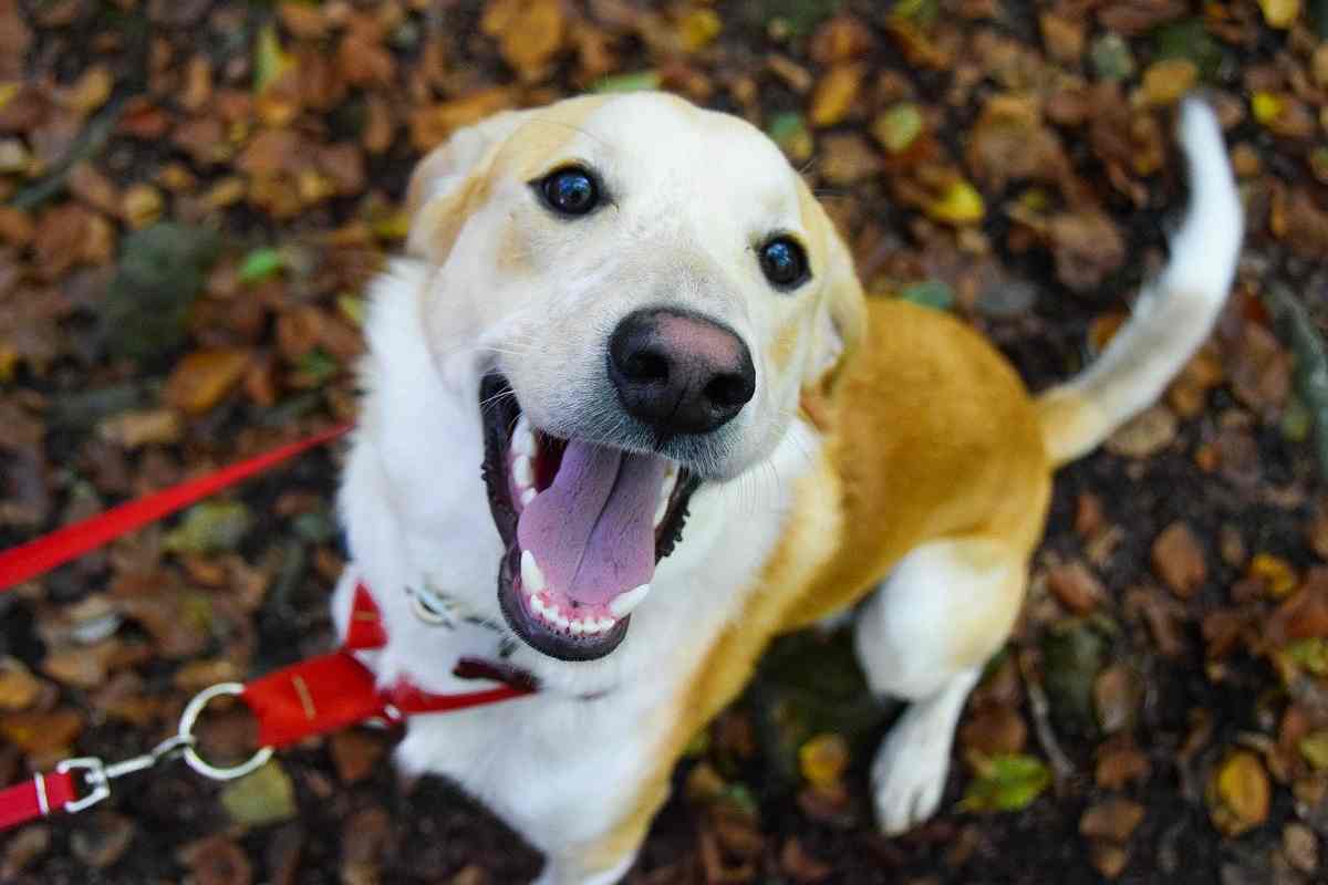 Cucciolo di cane mastica il collare e lo rompe: come insegnargli a non farlo?