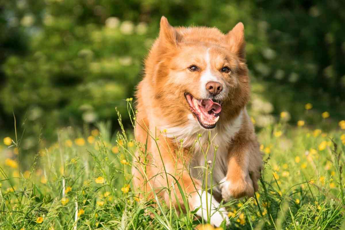 cane che corre sul prato