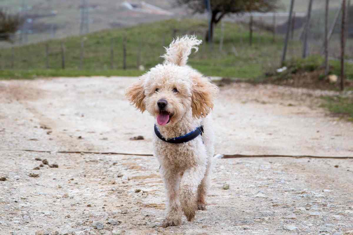 cagnolino con il pelo riccio