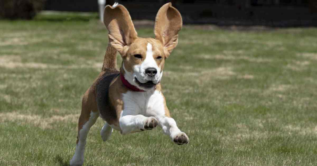 Cane fugge quando vede un altro animale: come tranquillizzarlo