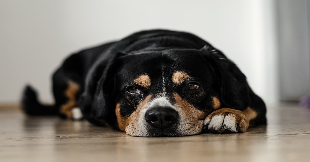 Un cucciolo di cane è geloso del padrone che accarezza un altro quattro zampe (VIDEO)