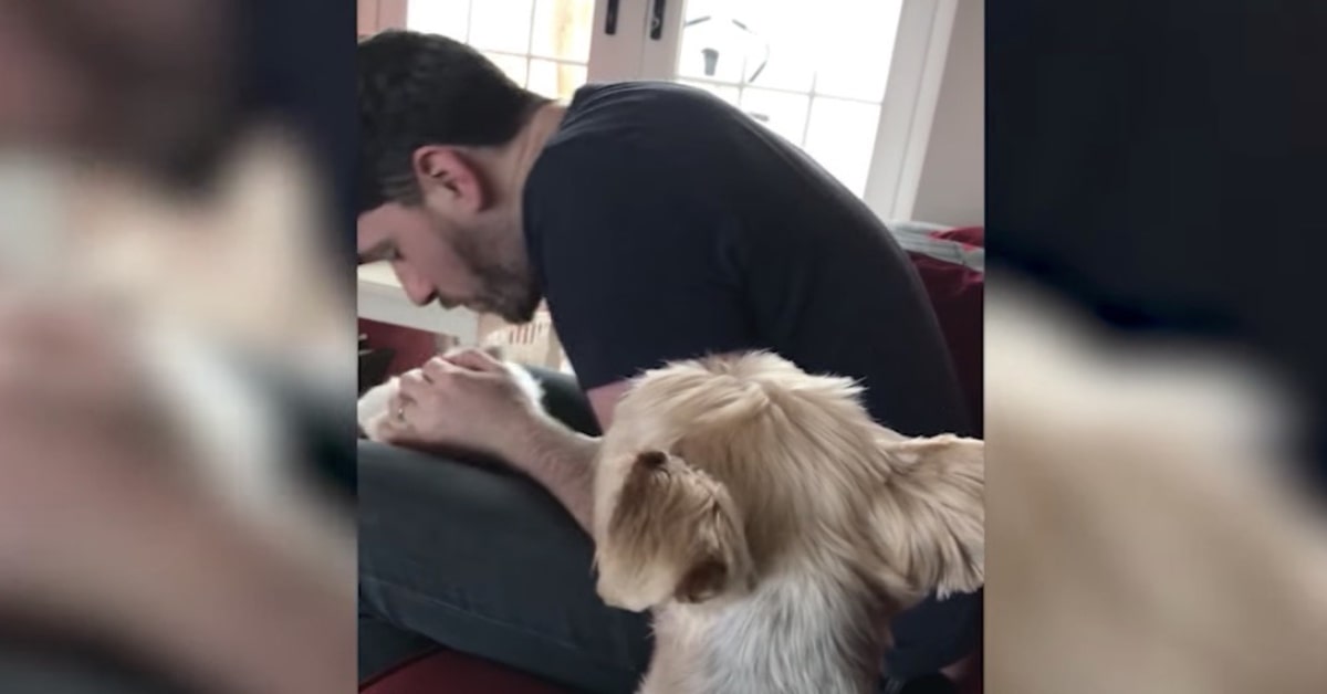 cane guarda geloso padrone che gioca con altro cane